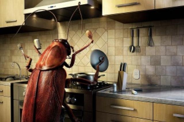 If you see a cockroach in a dream, what does it mean?