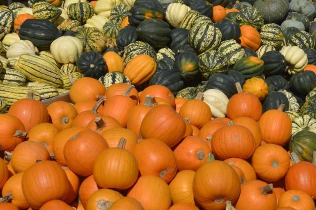 Pumpkin: benefits and harm to the body