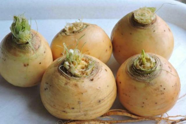 Turnip stuffed with meat and rice