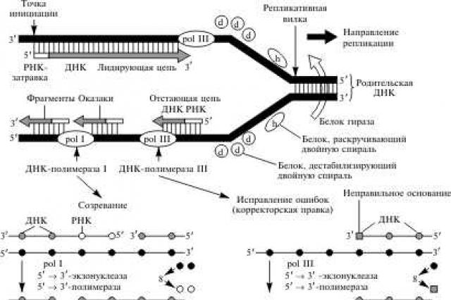 Reduplication is DNA synthesis