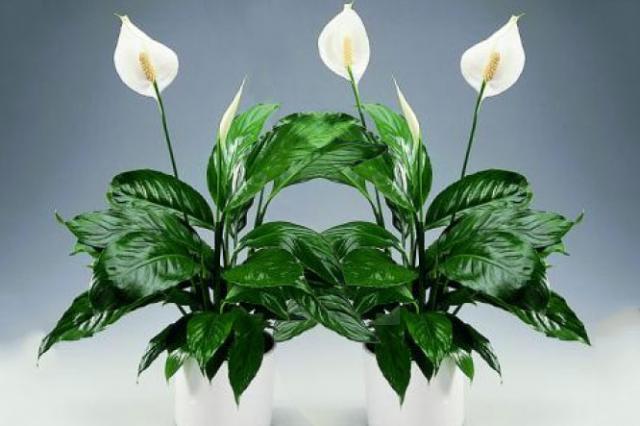Spathiphyllum flower home care with photo