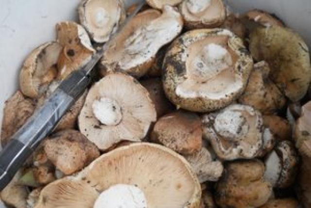 How to pickle mushrooms - different ways to harvest forest crops