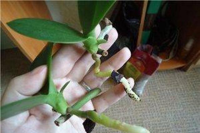 How to plant an orchid offshoot from a stem: instructions Orchid how to separate a baby from its mother