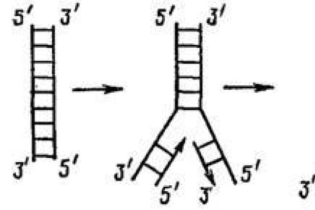 During the process of DNA reduplication in the nucleus