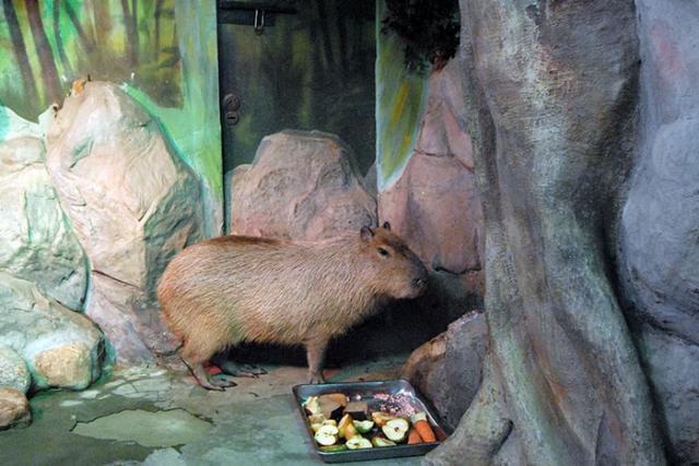 Capybaras are large capybaras. How much does a capybara weigh?